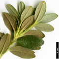 SpeciesSub: subsp. riparium